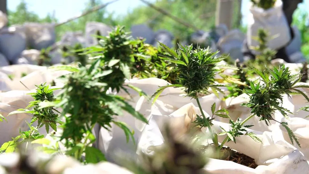 CANNABIS7