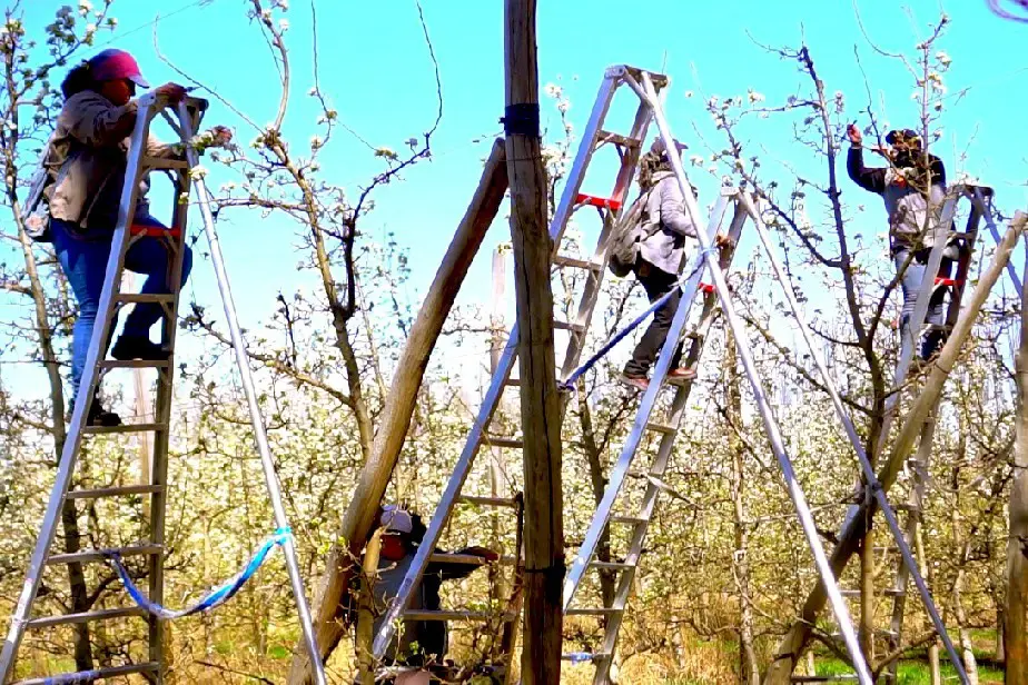FRUTICULTURA PODA4