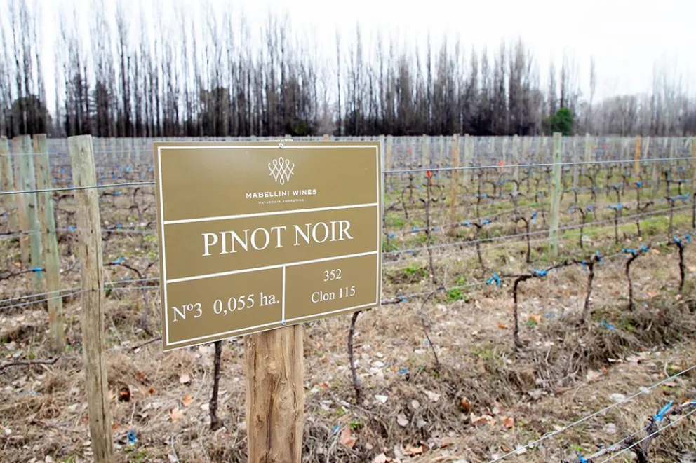 PINOT NOIR NQN4