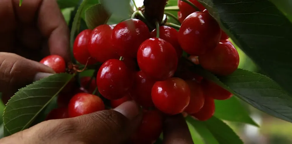 CEREZAS4