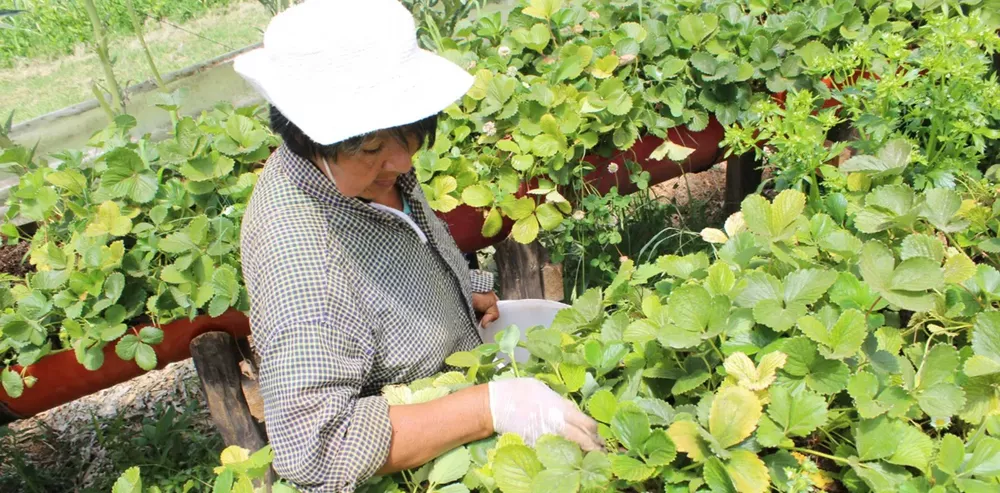 PRODUCCION FRUTIHORTICOLA