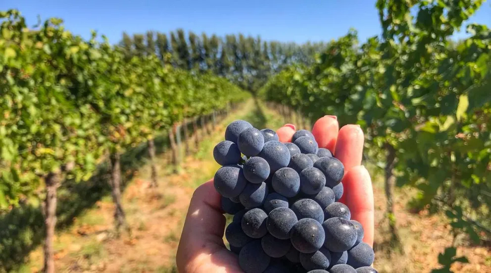 PINOT NOIR NQN2
